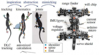 Roboreptile像真正的蜥蜴一样爬