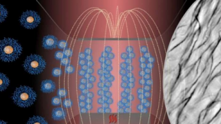 科学家们创造出可以由磁铁控制的灵活的生物相容性纤毛