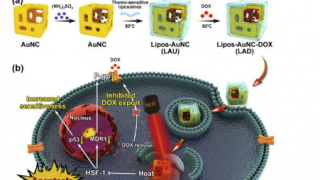 研究人员开发智能金纳米笼以打破化学抗性