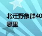 北迁野象群40余天路程达400公里 它们要去哪里