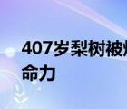 407岁梨树被烧空心仍能结果 这是怎样的生命力