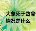 大象死于致命干旱 上百头大象死于干旱具体情况是什么