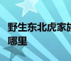 野生东北虎家族怎样的野生东北虎家族出现在哪里