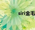 siri金毛事件后续（siri中文）