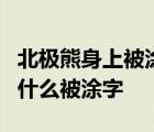 北极熊身上被涂字是什么人做的北极熊身上为什么被涂字