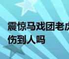 震惊马戏团老虎跑丢怎样的老虎抓回来了吗有伤到人吗