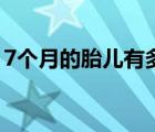 7个月的胎儿有多大图片（7个月的胎儿多大）