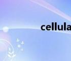 cellular版本（cellular版）