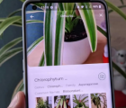 前9名最佳植物和花卉识别Android应用程序