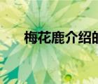 梅花鹿介绍的资料大全（梅花鹿介绍）