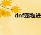 dnf宠物进化任务（dnf宠物进化）