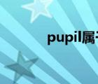 pupil属于什么词性（pupils）