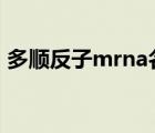 多顺反子mrna名词解释（多顺反子mRNA）