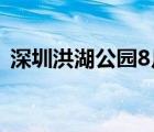 深圳洪湖公园8月有荷花吗（深圳洪湖公园）