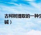 古柯树提取的一种生物碱是什么（古柯树中提取的一种生物碱）