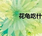 花龟吃什么水果（花龟吃什么）