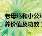 老母鸡和小公鸡的营养价值及功效（公鸡的营养价值及功效）