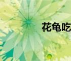 花龟吃什么（花龟吃什么）