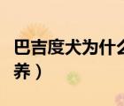 巴吉度犬为什么不能养（巴吉度犬为什么被禁养）