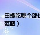 田螺吃哪个部位示范视频（田螺吃哪个部位示范图）