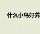 什么小鸟好养又漂亮（什么小鸟填动词）