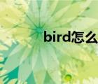 bird怎么读英语（bird怎么读）