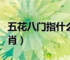 五花八门指什么生肖动物（五花八门指什么生肖）