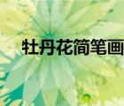 牡丹花简笔画（牡丹花怎么画简单好看）