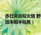 赤日炎炎似火烧 野田禾稻半枯焦拼音（赤日炎炎似火烧 野田禾稻半枯焦）