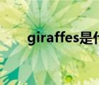 giraffes是什么意思英语（giraffes）