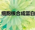 细胞核合成蛋白质（细胞核能合成蛋白质吗）