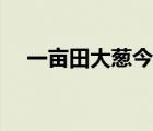 一亩田大葱今天价格（大葱价格一亩田）