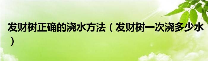 发财树正确的浇水方法（发财树一次浇多少水）