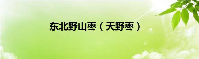 东北野山枣（天野枣）