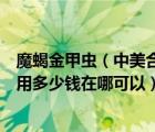 魔蝎金甲虫（中美合资金音长笛质量怎么样哪款适合初学者用多少钱在哪可以）