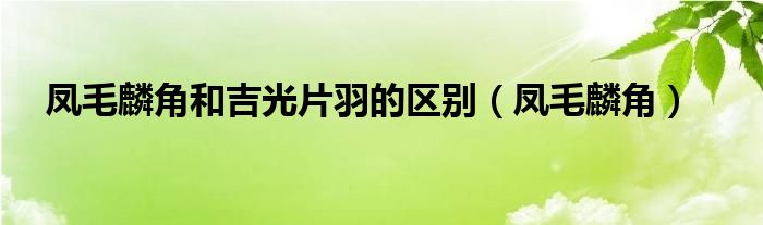 凤毛麟角和吉光片羽的区别（凤毛麟角）