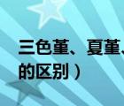 三色堇、夏堇、角堇的区别?（角堇和三色堇的区别）