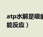 atp水解是吸能反应还是放能（atp水解是吸能反应）