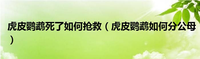 虎皮鹦鹉死了如何抢救（虎皮鹦鹉如何分公母）