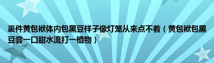 裹件黄包袱体内包黑豆样子像灯笼从来点不着（黄包袱包黑豆尝一口甜水流打一植物）