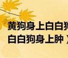 黄狗身上白白狗身上肿天下大一统（黄狗身上白白狗身上肿）