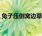 兔子压倒窝边草有声小说（兔子压倒窝边草）