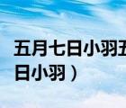 五月七日小羽五为什么和百目鬼结婚（五月七日小羽）