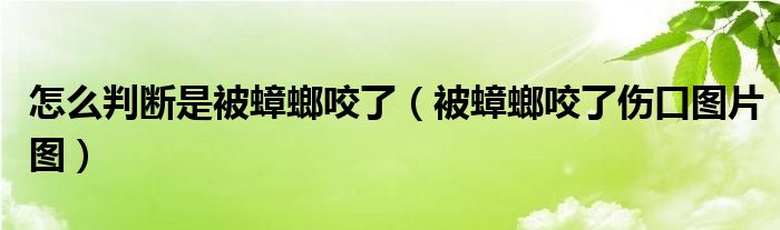 怎么判断是被蟑螂咬了（被蟑螂咬了伤口图片图）