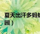 夏天出汗多蚂蚁庄园答案（夏天出汗多蚂蚁庄园）