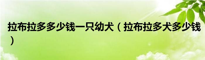 拉布拉多多少钱一只幼犬（拉布拉多犬多少钱）