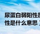 尿蛋白弱阳性是什么意思好治吗（尿蛋白弱阳性是什么意思）