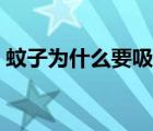 蚊子为什么要吸血视频（蚊子为什么要吸血）