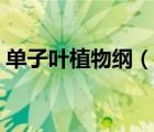 单子叶植物纲（说一说单子叶植物纲的简介）