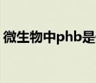 微生物中phb是什么（PHB是什么微生物学）